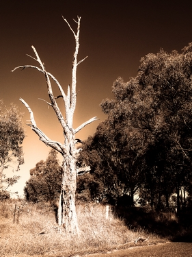 A Dead TreePhotography by Eric Bocquet
